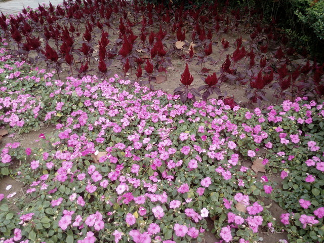 神舟X55白平衡样张