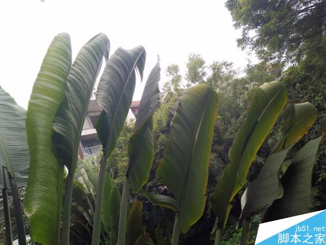 小清新努比亚布拉格S体验评测报告