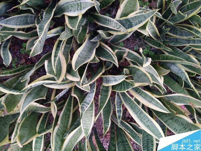 小清新努比亚布拉格S体验评测报告