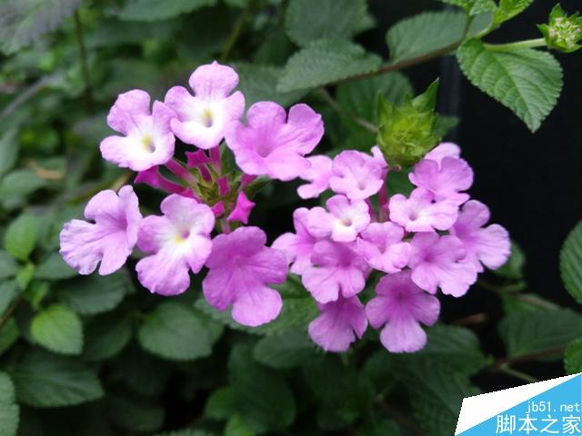 小清新努比亚布拉格S体验评测报告