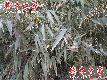 升级不止一点点 红米Note3全网通版体验