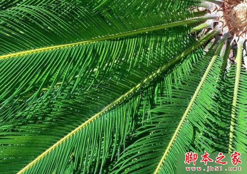 小米5和小米4哪个好 小米5和小米4全方位对比评测(2)