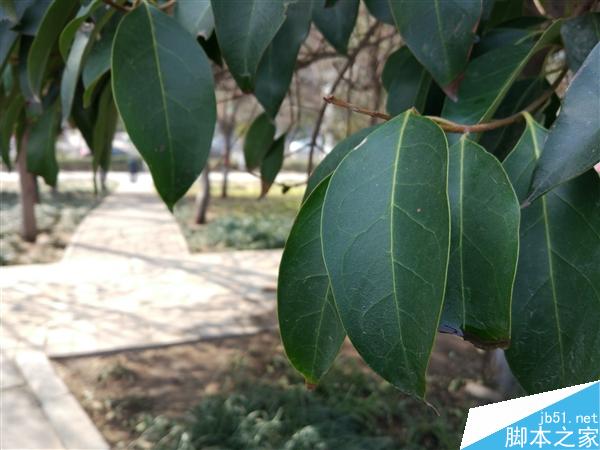 小米5与Mate8拍照谁更好? 对比一下就知道了