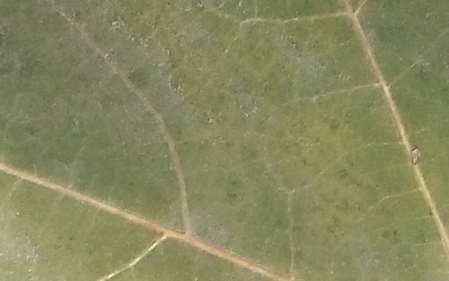 千元内旗舰机对决 大神F2对比红米Note 