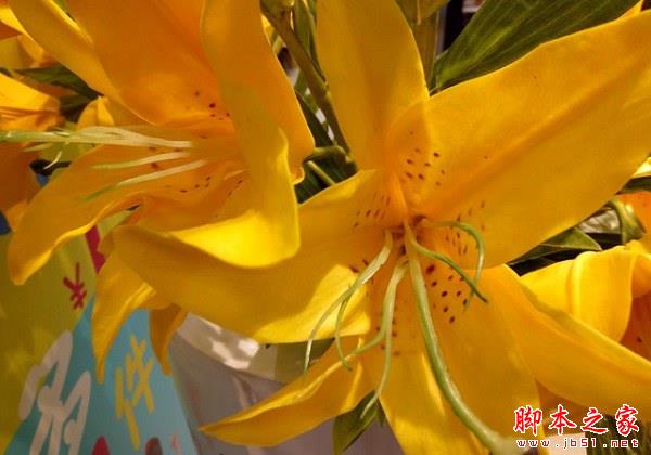 前后摄像头反了?OPPO R9拍照评测