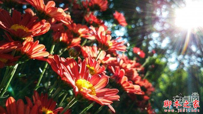 小米4拍照新技能 教你如何拍惊人微距照片