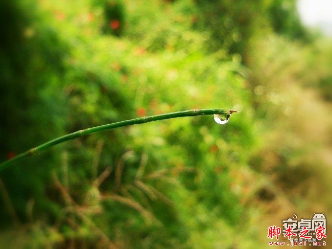 小米4拍照新技能 教你如何拍惊人微距照片