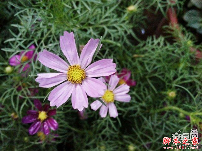 小米4拍照新技能 教你如何拍惊人微距照片