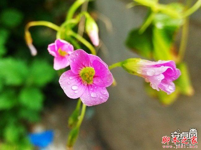 小米4拍照新技能 教你如何拍惊人微距照片