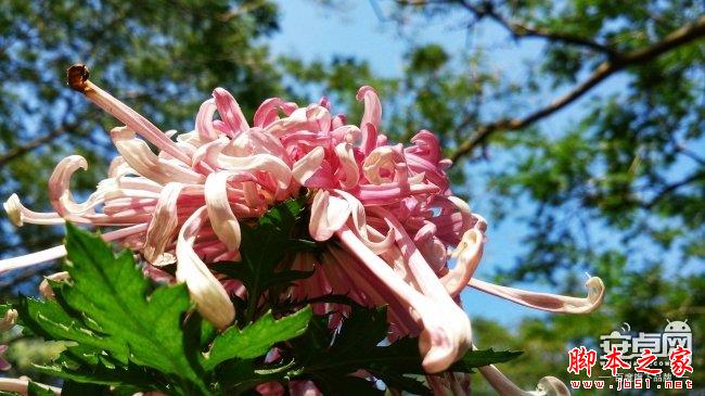 小米4拍照新技能 教你如何拍惊人微距照片