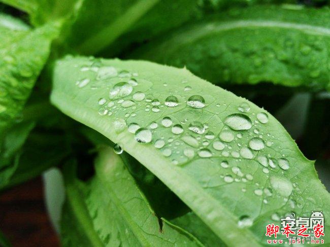 小米4拍照新技能 教你如何拍惊人微距照片