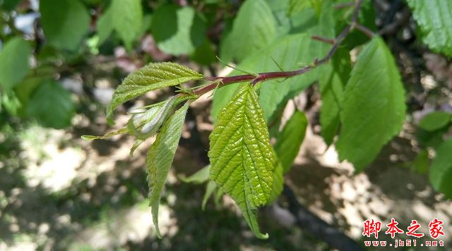 乐视手机2拍照样张2