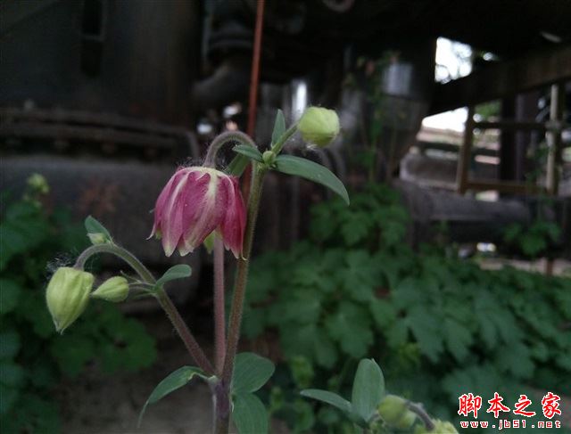 乐视手机2拍照样张3