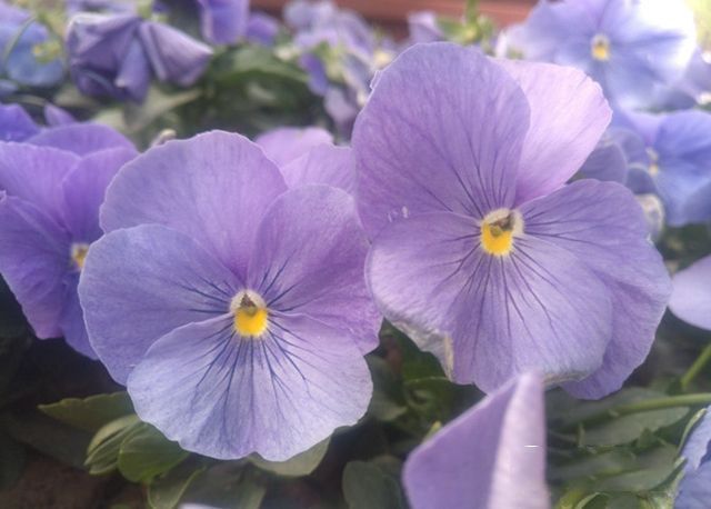 乐Max 2值得买吗 乐Max 2评测