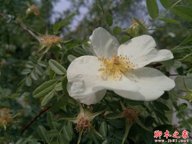 900块钱差在哪了 乐2/小米5标准版对比 