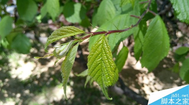 荣耀5C和乐视2系统与拍照对比评测