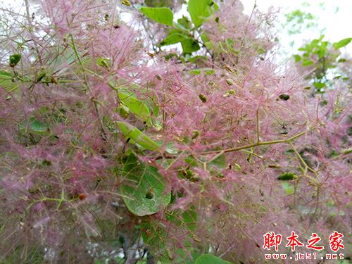 乐视2和魅蓝note3全面详细对比评测