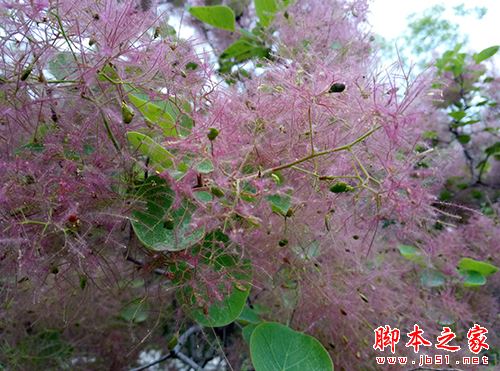 乐视2和魅蓝note3全面详细对比评测