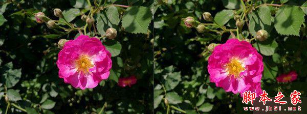 华为荣耀V8和P9双镜头拍照对比评测