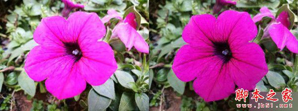 华为荣耀V8和P9双镜头拍照对比评测