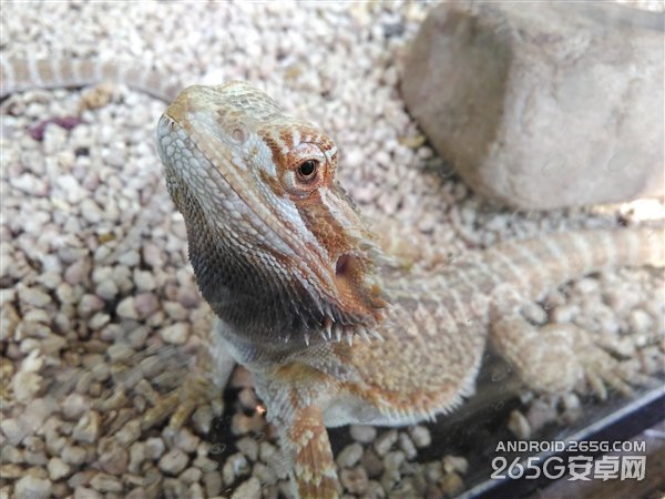 还是800万像素 699元红米2代官方样张公布