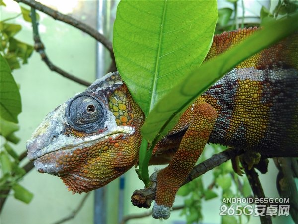 还是800万像素 699元红米2代官方样张公布