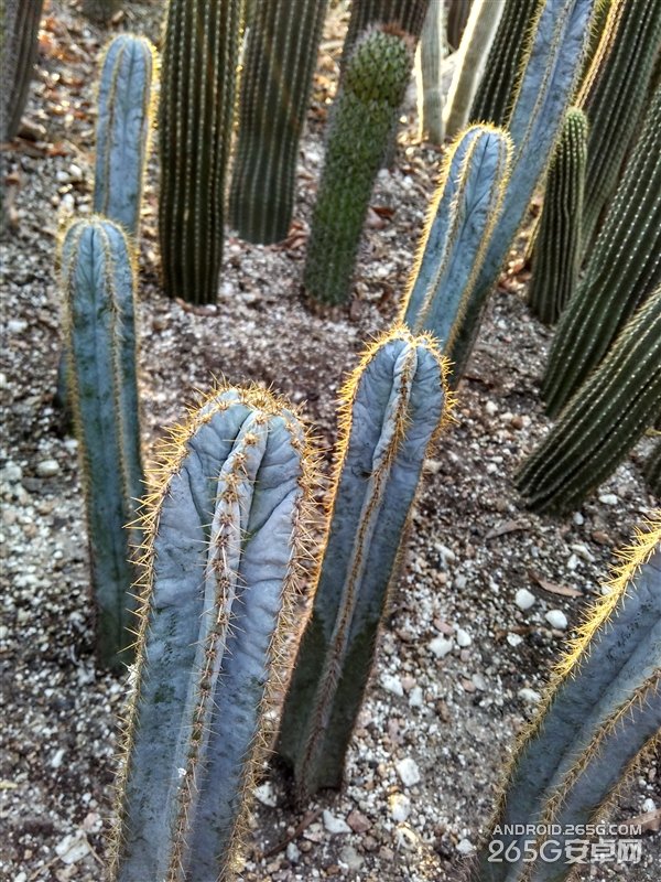 还是800万像素 699元红米2代官方样张公布