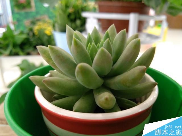 ZUK Z2 Pro拍照怎么样 样张图赏