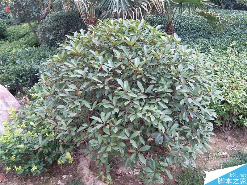 2199元真诚中国特供!三星Galaxy C5深度评测