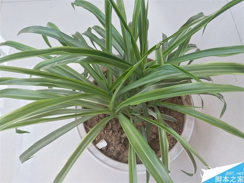 2199元真诚中国特供!三星Galaxy C5深度评测