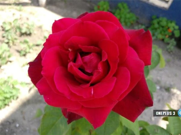 一加3拍照对比三星S7 毫不逊色