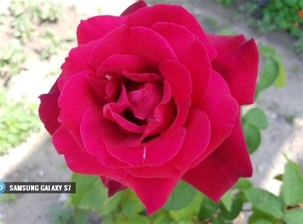 一加3拍照对比三星S7 毫不逊色