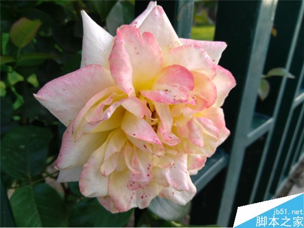 白天样张表现_联想ZUK Z2第19张图