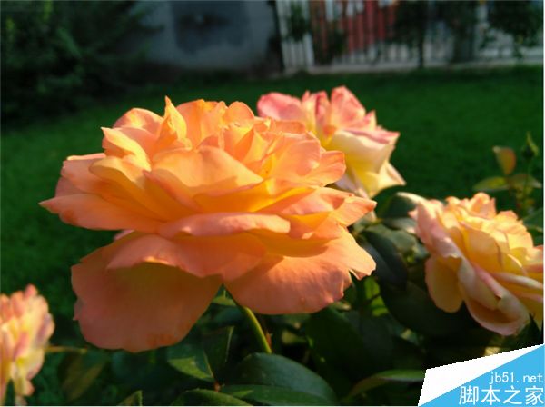 白天样张表现_联想ZUK Z2第20张图