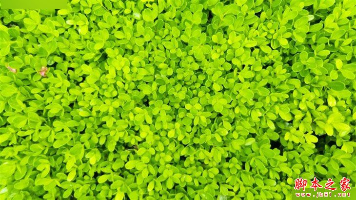 千元指纹新贵 华硕ZenFone飞马3评测