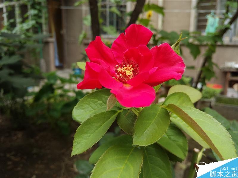 前置2100万美颜效果如何?美图M6评测