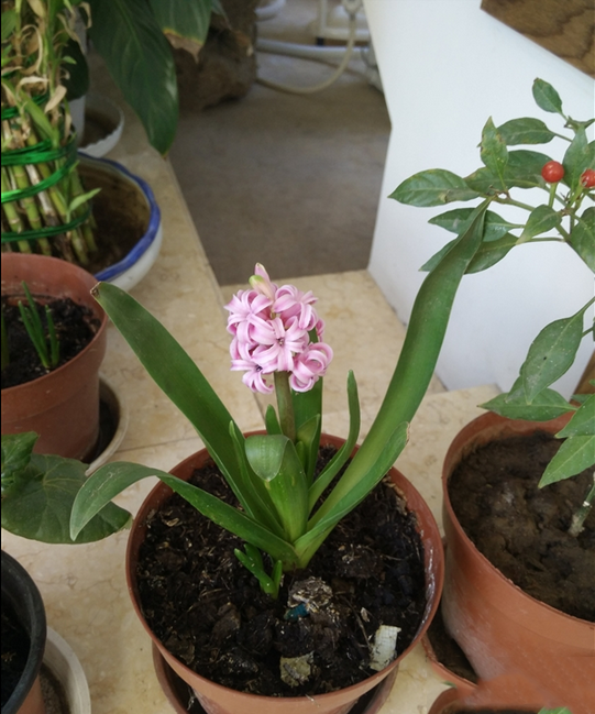 小米5拍照样张曝光 小米5拍照图片