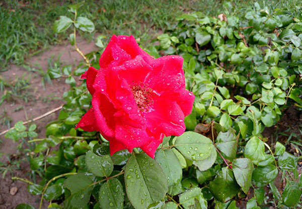 魅族MX6值得买吗?魅族MX6深度评测