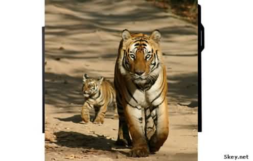 Fireworks制作让老虎从电视里出来特效