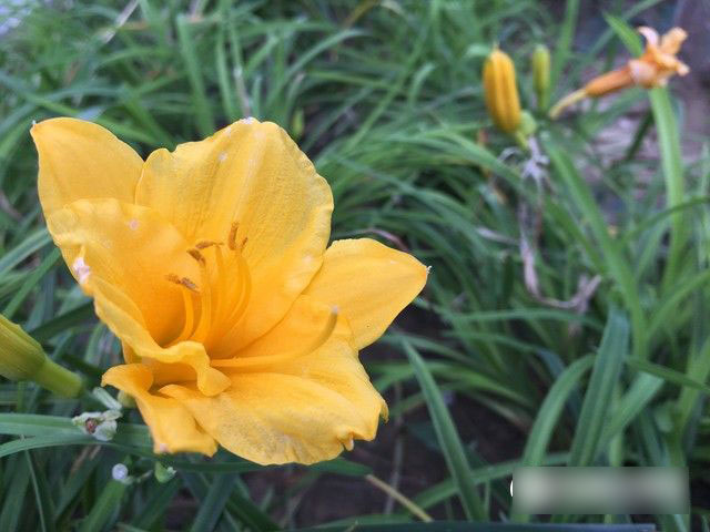 魅族MX6与iPhone6s Plus选哪个？魅族MX6与iPhone6s Plus对比评测