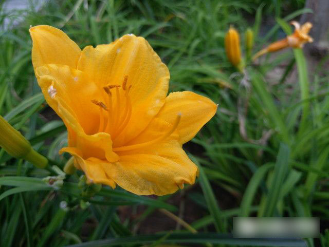 魅族MX6与iPhone6s Plus选哪个？魅族MX6与iPhone6s Plus对比评测