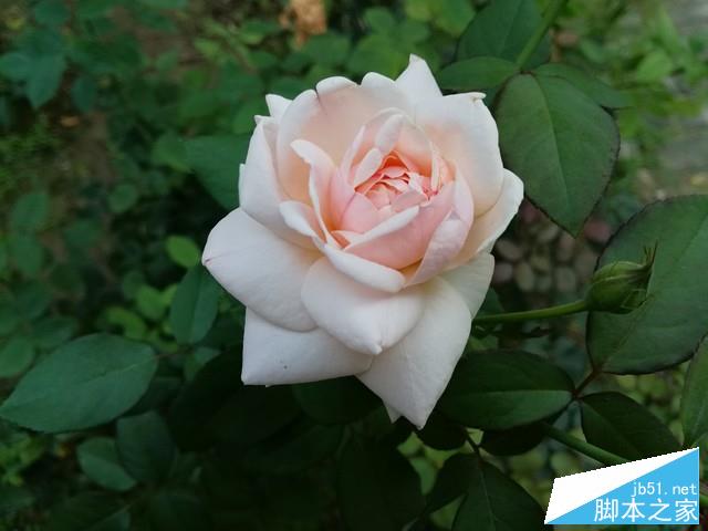 安卓平板的最佳替代品 荣耀NOTE 8评测 