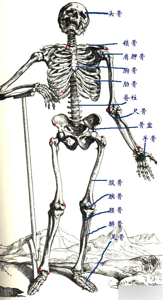 MAYA人物建模教程 人物造型 脚本之家 MAYA建模教程