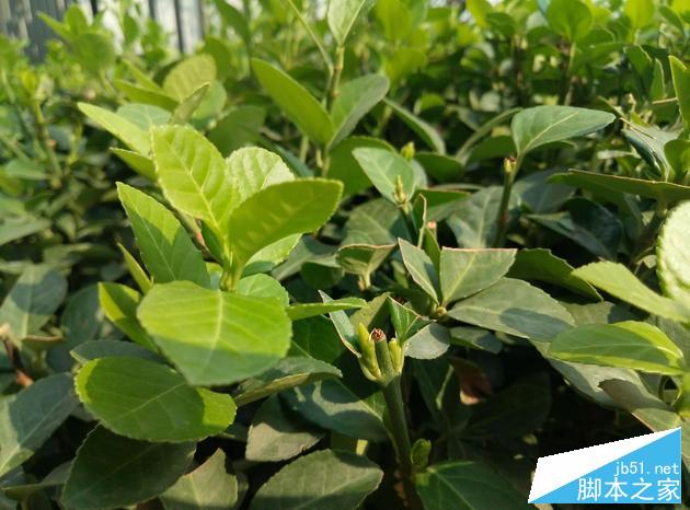 魅族魅蓝E首发评测：1299元真有万元品质？