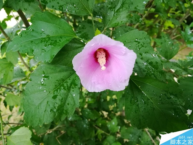 6.6寸2K完美巨屏机！荣耀NOTE8深度评测