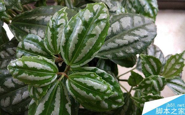 乐Max 2对比小米5第18张图