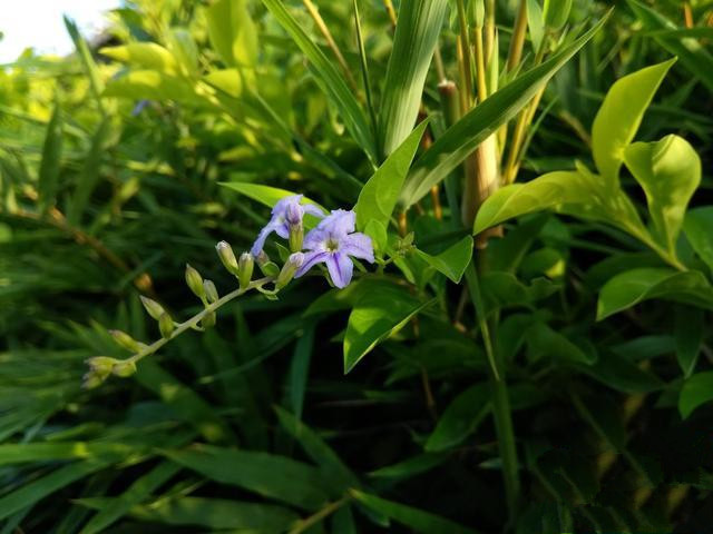 荣耀V8和乐视酷派cool1 dual对比评测：华为、乐视双摄谁更强？