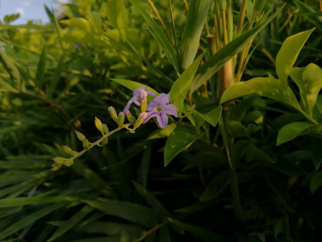 荣耀V8和乐视酷派cool1 dual对比评测：华为、乐视双摄谁更强？