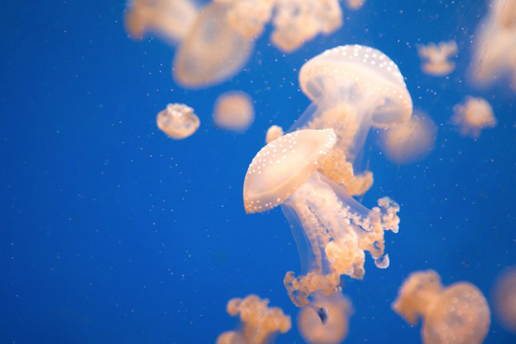 园内水族馆如何拍摄好? 脚本之家