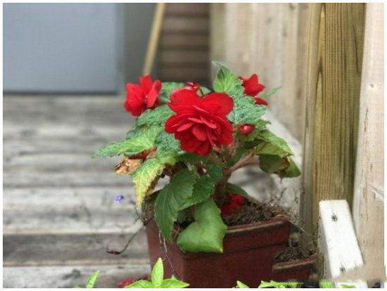 iphone7plus和荣耀8哪个好 华为荣耀8和iphone7plus对比4